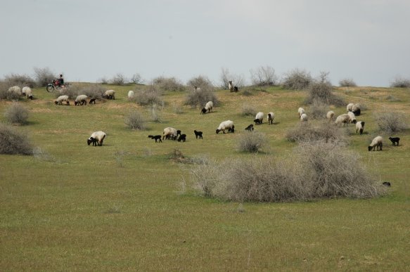 Landscape of Turkmenistan showing sheep and lambs.